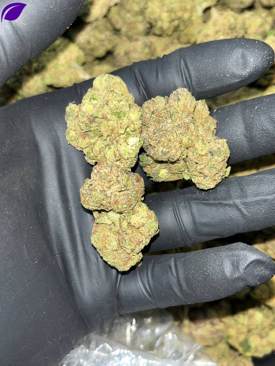 Black Runtz THCa