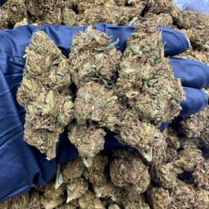 Caribbean Passion CBD Strain
