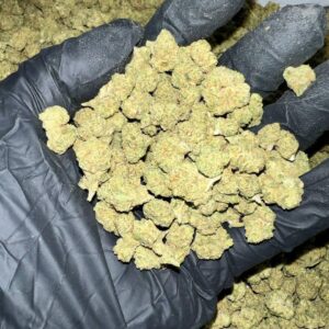 Cheetah Piss Exotic THCa Flower