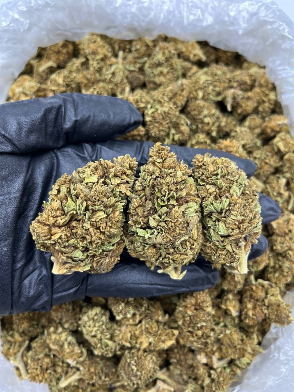 Dirty Widow CBD Strain