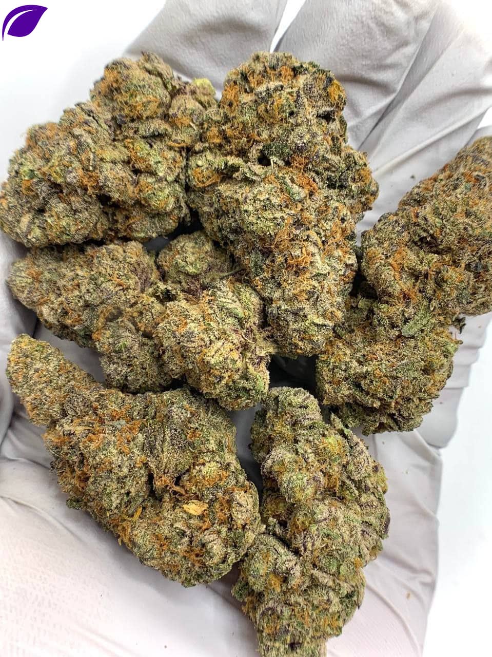 Gelato Mintz Exotic THCa Flower
