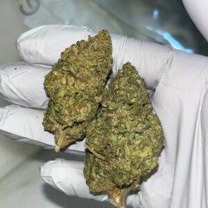 Gelato Z THCA Flower