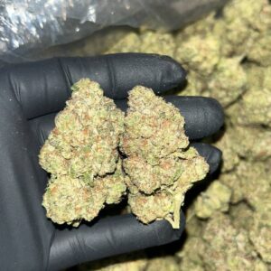 Government Oasis Indoor THCa
