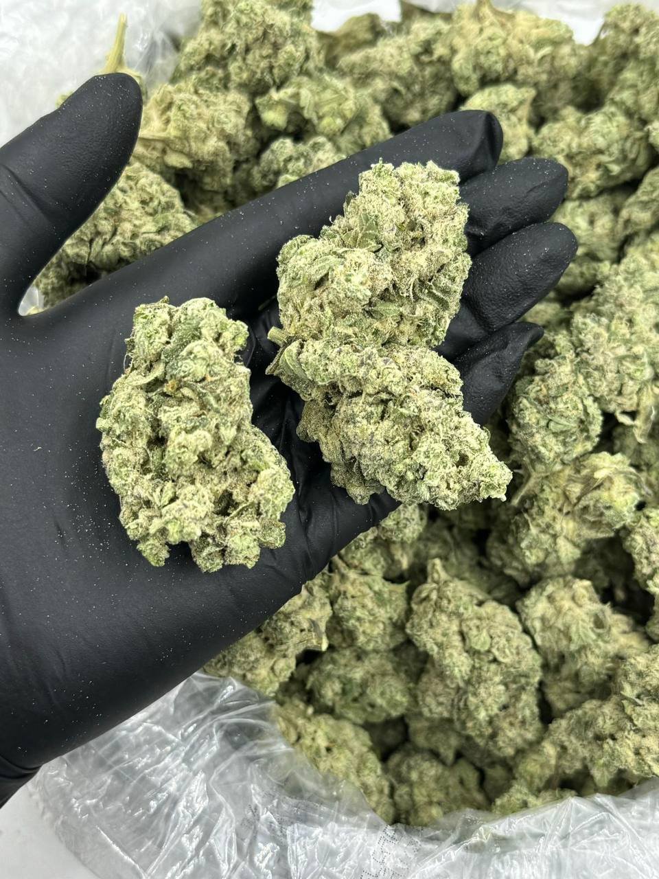 Grape Gas THCa Flower