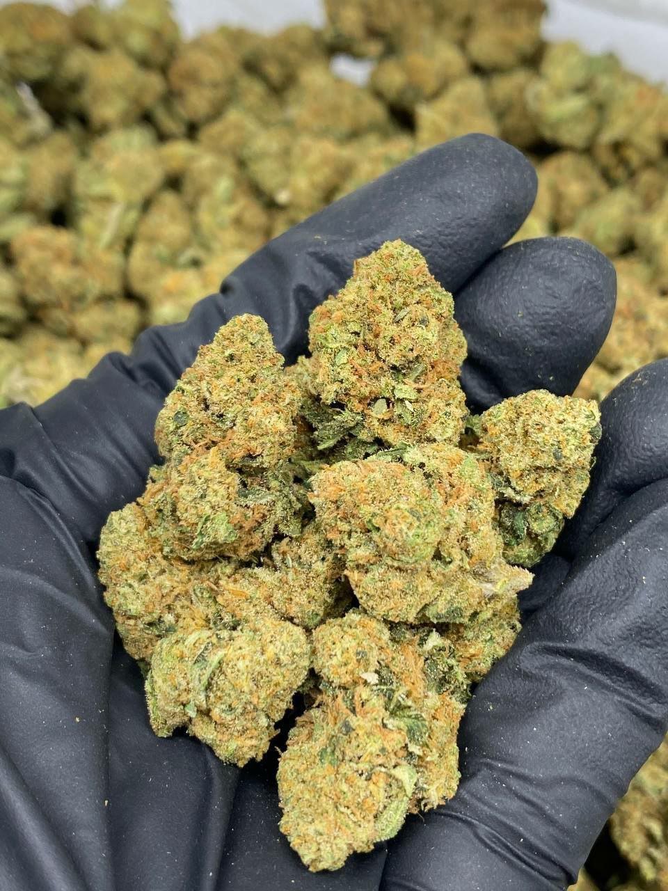 Grape Paradise Delta-8 THC Flower