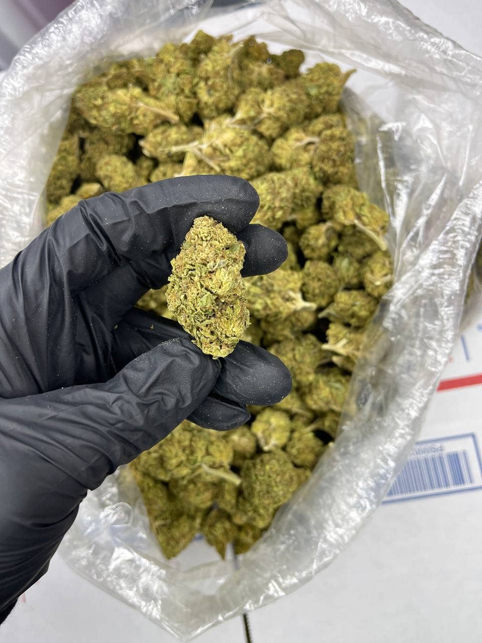 Gushers CBD Strain - Image 2