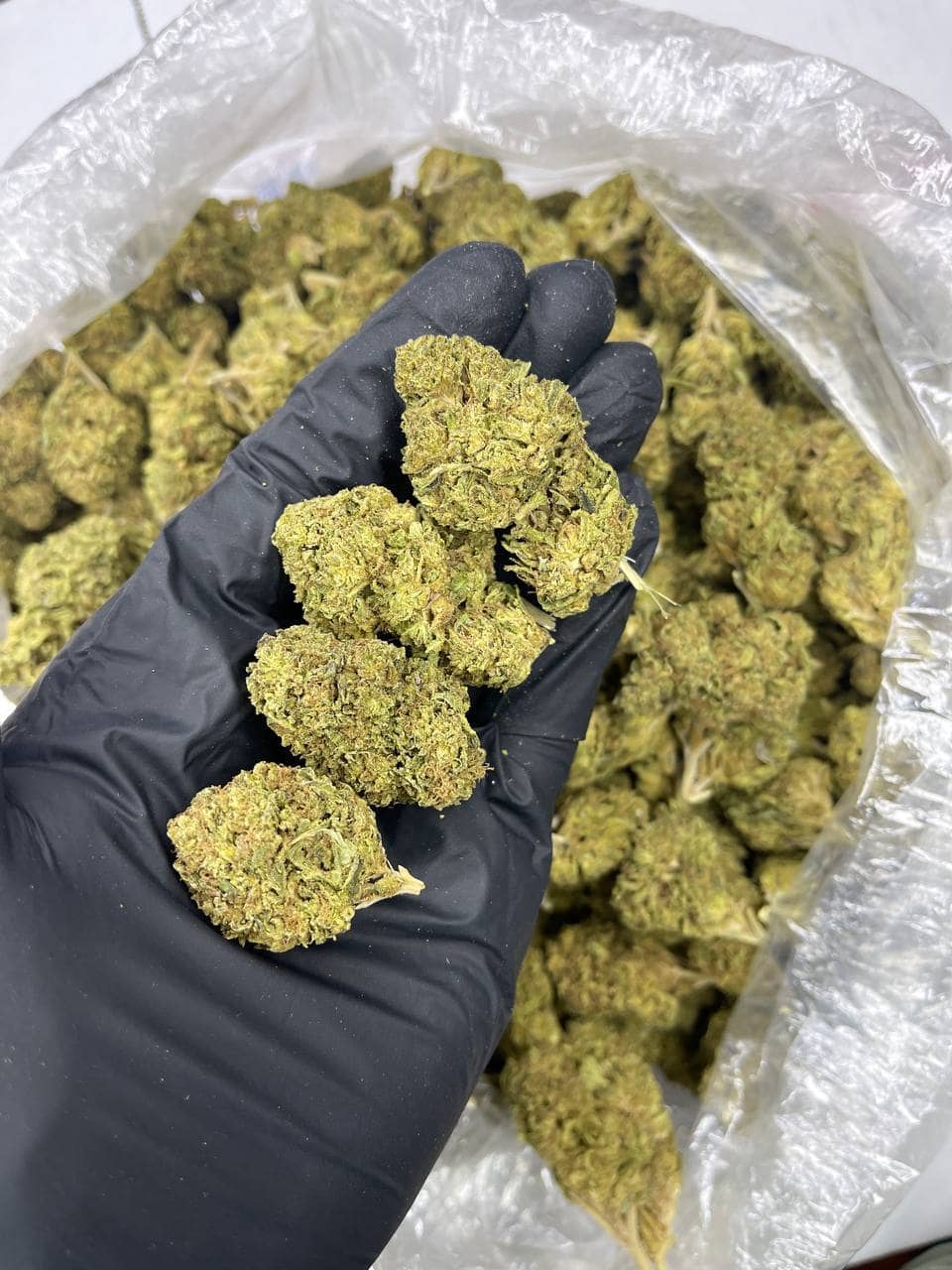 Gushers CBD Strain