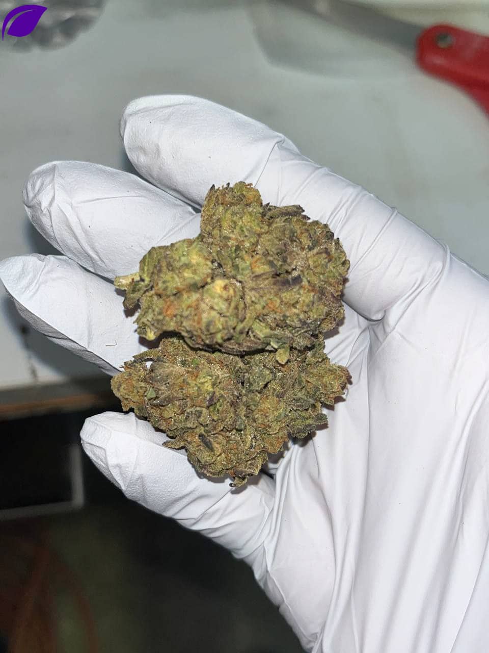 Jungle Driver THCA Flower