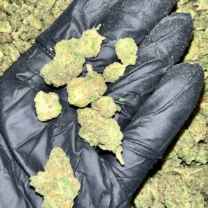 Key Lime Jack THCa Flower