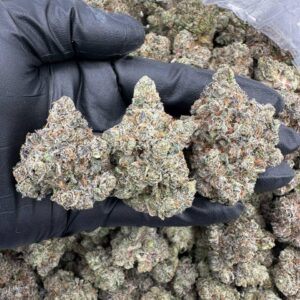 LA Push Pop THCa