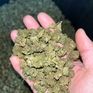 Lemon Haze smalls CBD Strain
