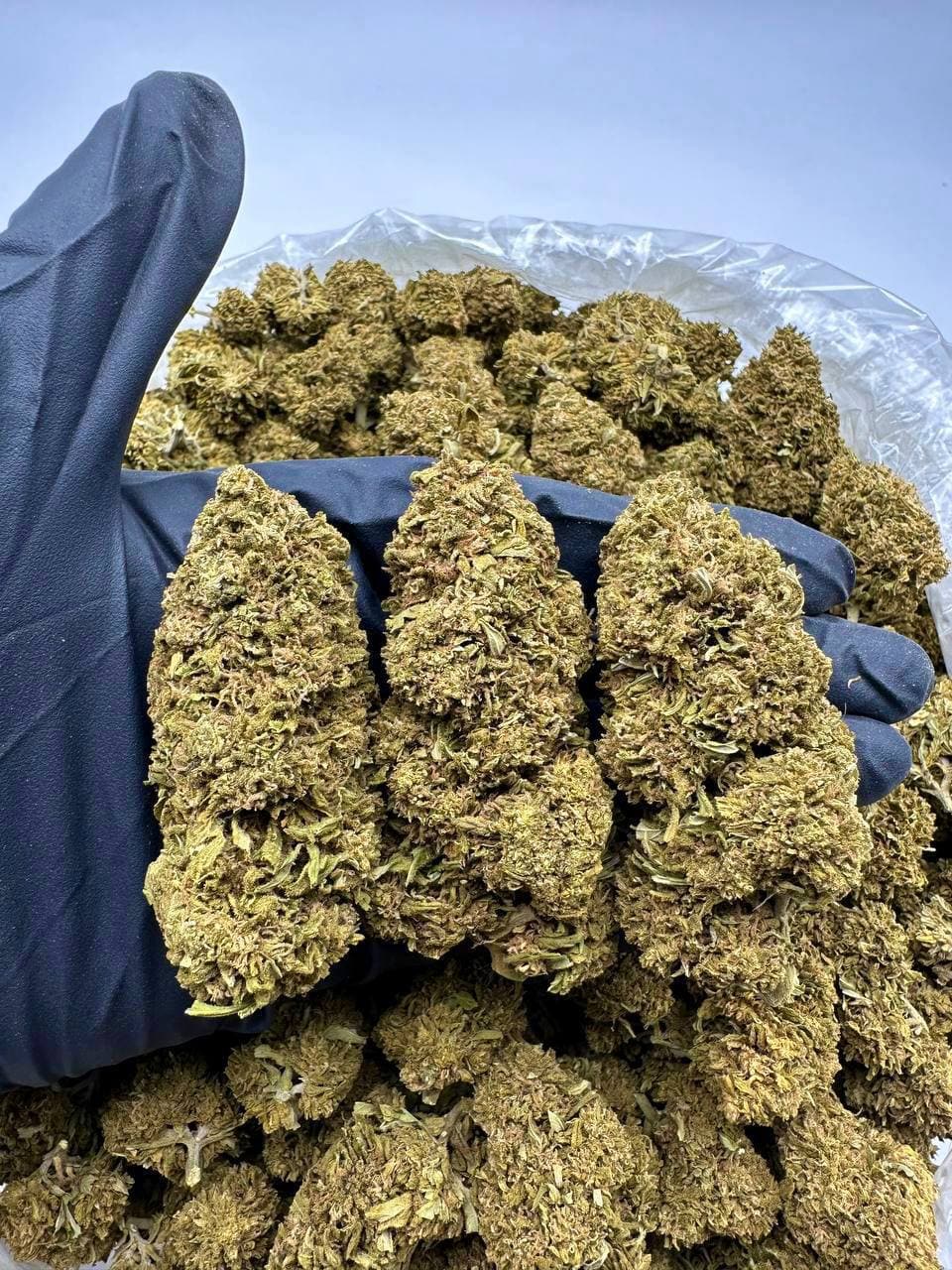 Orange Citrus CBD Strain