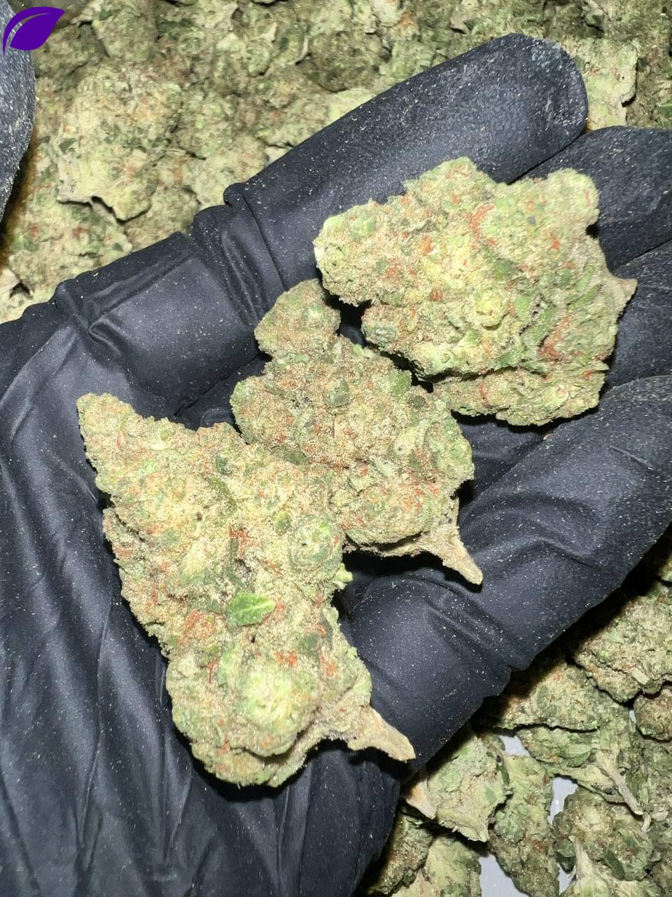 Papaya Bomb THCa Flower