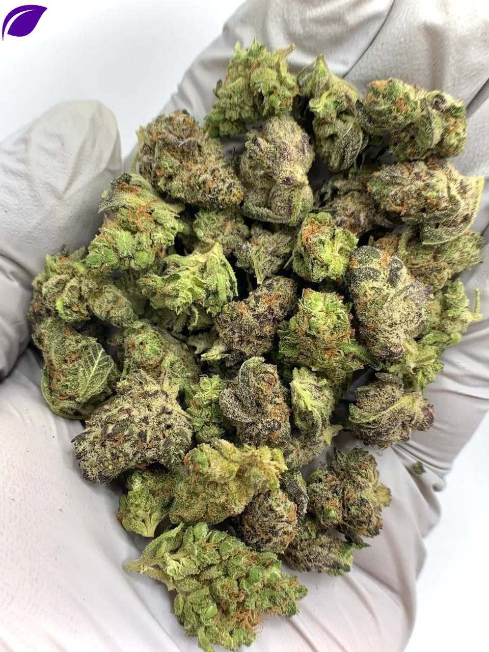 Platinum Lemon Gushers THCa Flower