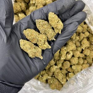 Purple Queen CBD Strain