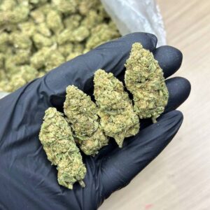 Rainbow Belts Indoor CBD Strain