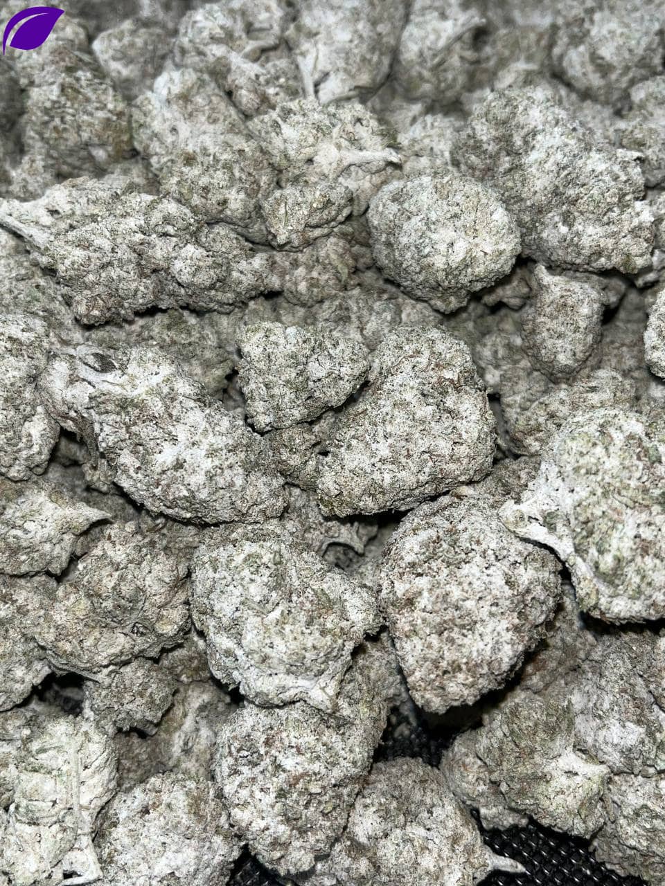 Snowcap Bigs THCA - Image 2