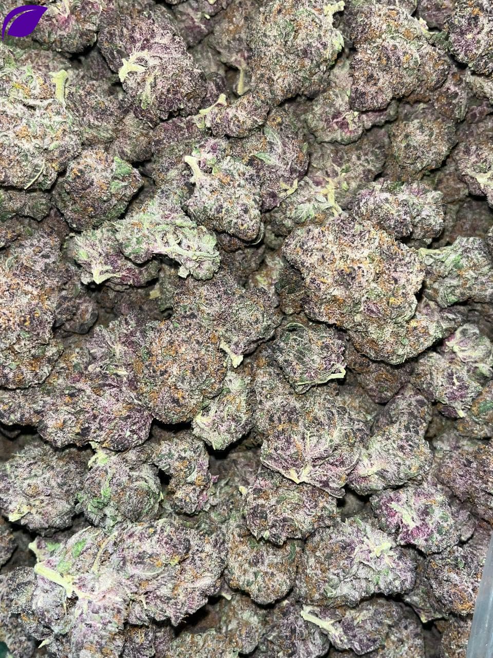 Tropicana Cookies THCA Exotics - Image 2