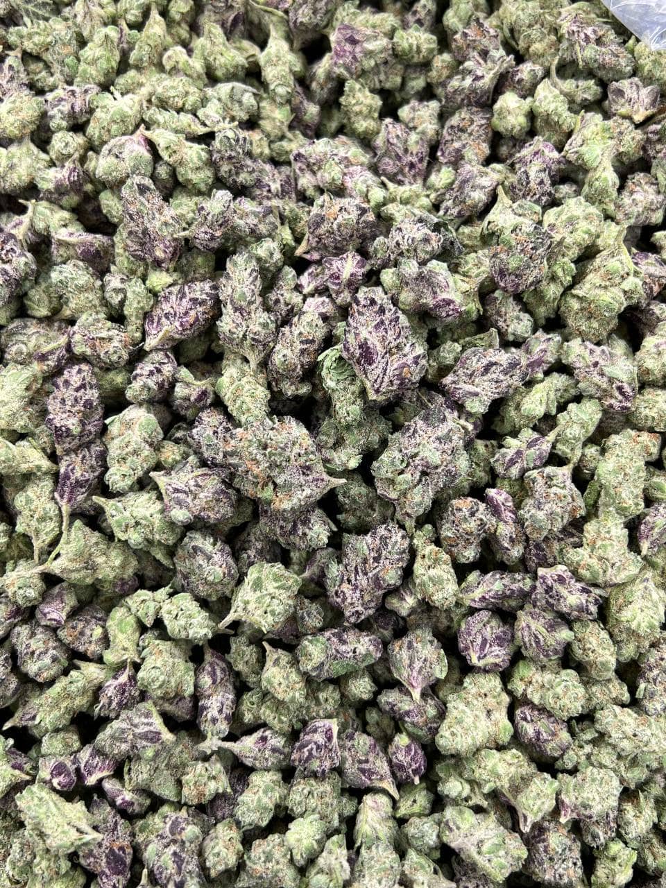 Zerbert Smalls Indoor CBD Strain